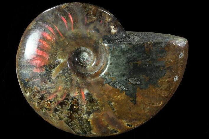 Iridescent Red Flash Ammonite (With Pyrite) - Madagascar #81387